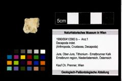 Foto (Objekt + Etikett) von Decapoda indet.  (NHMW-GEO-1990-0041-2983b)